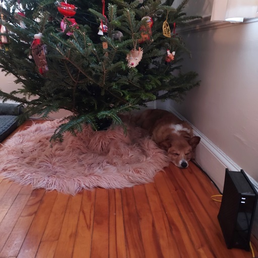 dog sleeping under christmas tree