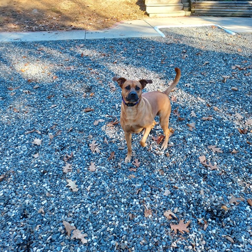 dog playing in yard