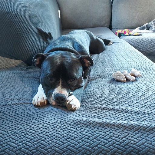 dog sleeping on couch