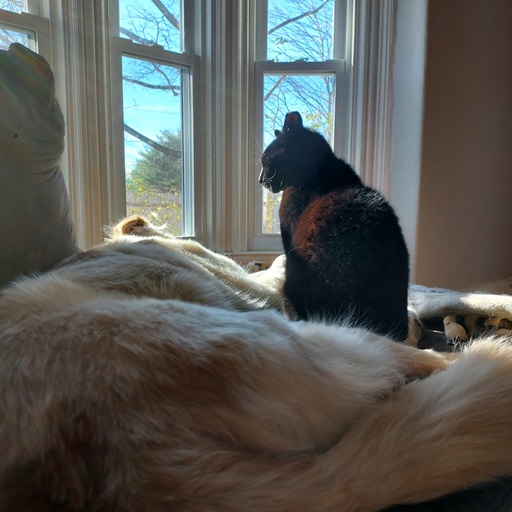 cat and dog by window