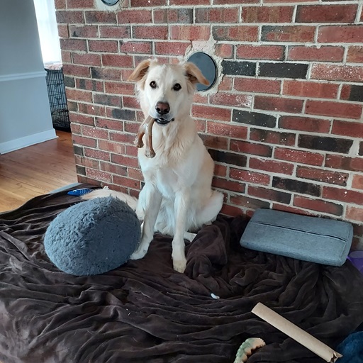 dog holding bone